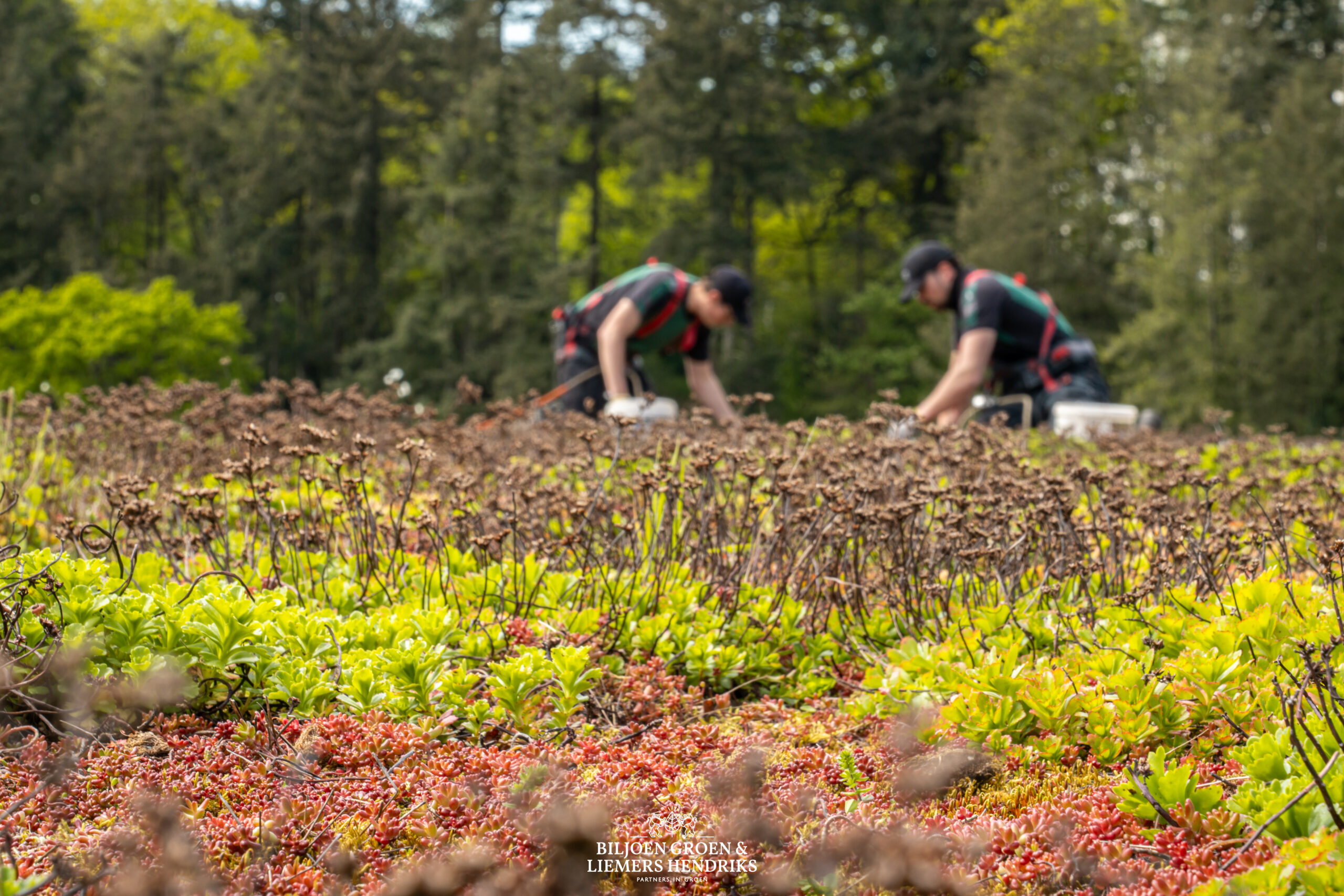 sedum daktuin groen dak groene daken