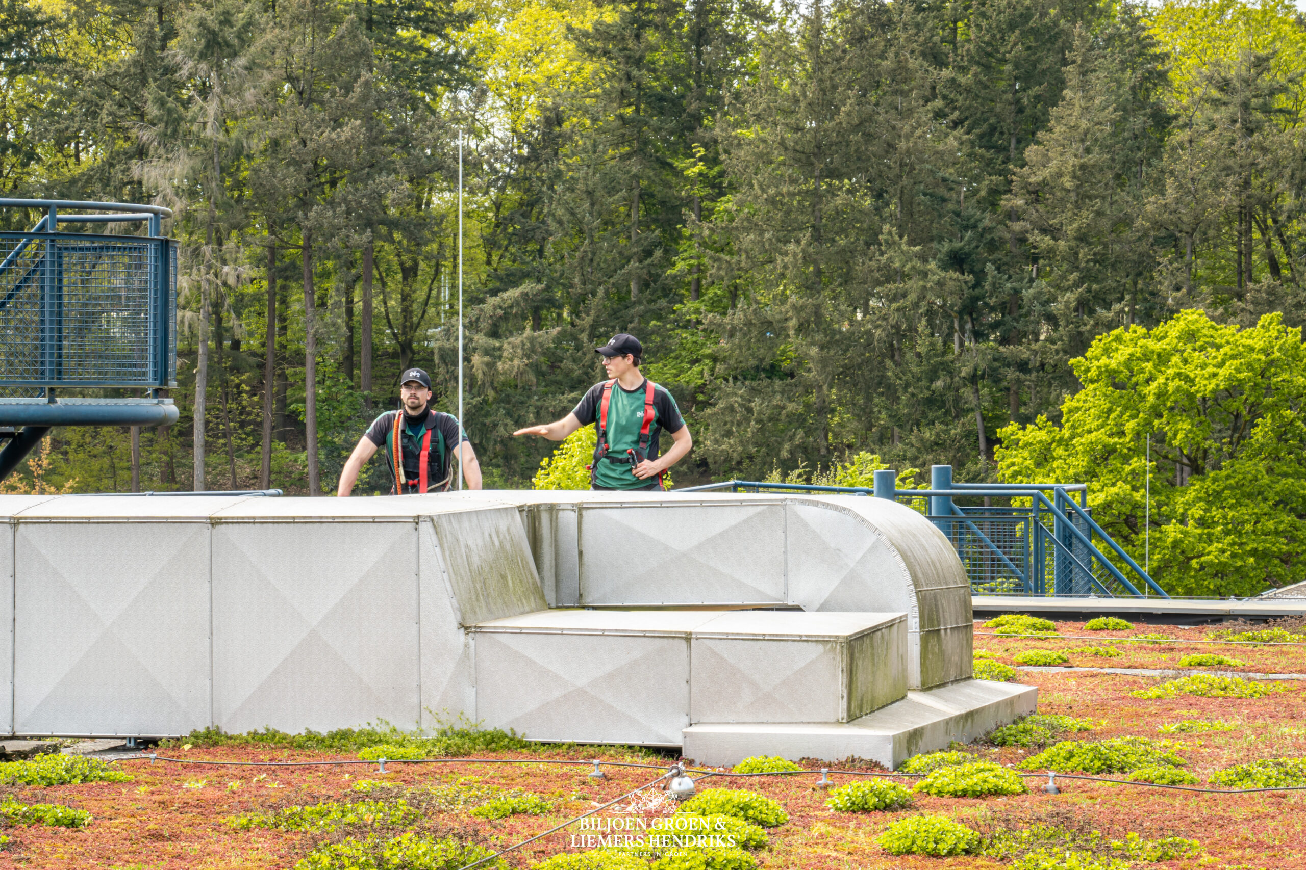 daktuin hoveniers sedum groen dak sedumdak