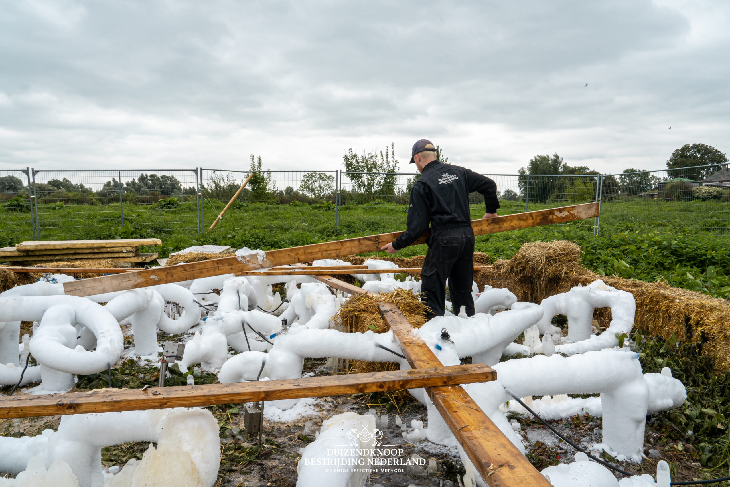 duizendknoop bestrijding verwijdering bevriezing haard invasieve exoot